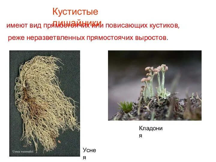 Кустистые лишайники имеют вид прямостоячих или повисающих кустиков, реже неразветвленных прямостоячих выростов. Кладония Уснея