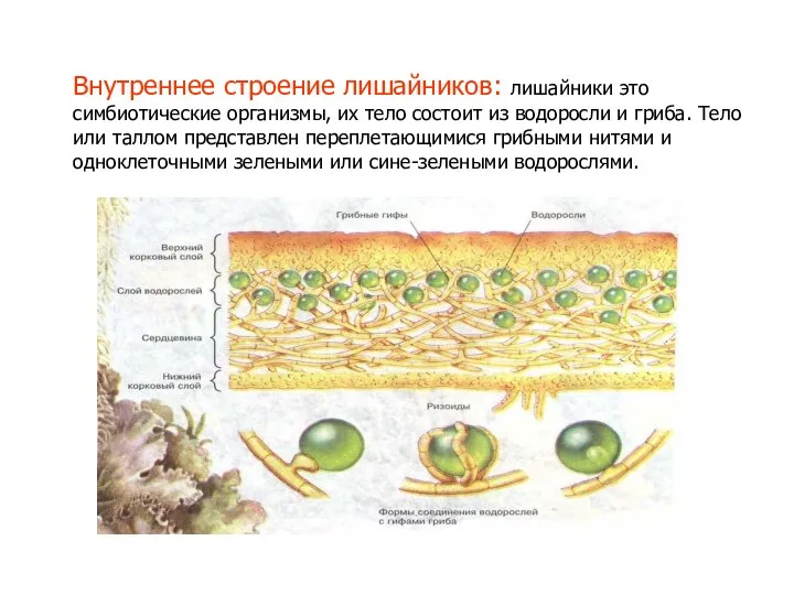 Внутреннее строение лишайников: лишайники это симбиотические организмы, их тело состоит