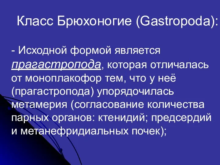 Класс Брюхоногие (Gastropoda): - Исходной формой является прагастропода, которая отличалась