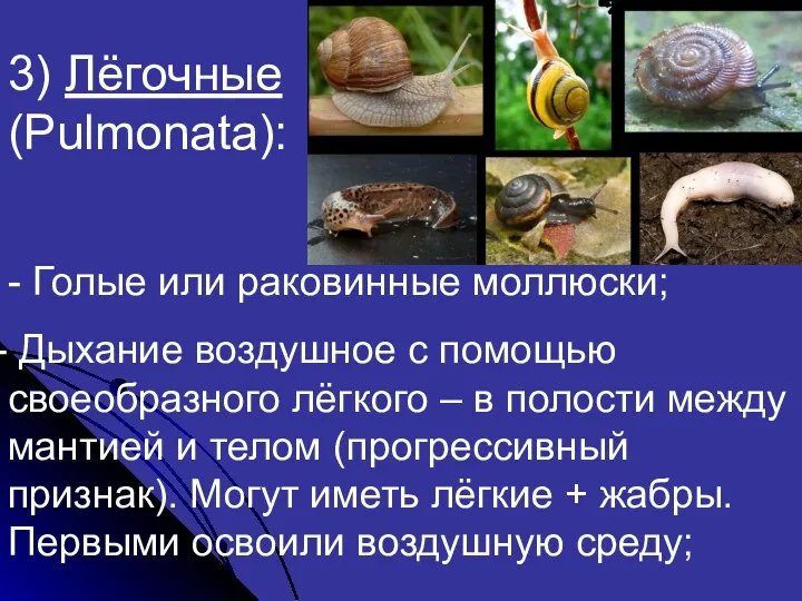 3) Лёгочные (Pulmonata): - Голые или раковинные моллюски; Дыхание воздушное