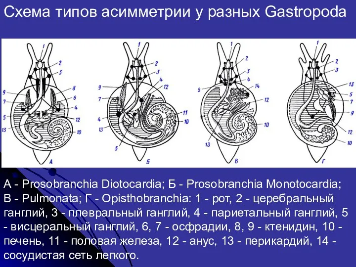 А - Prosobranchia Diotocardia; Б - Prosobranchia Monotocardia; В -