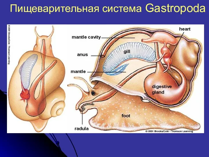 Пищеварительная система Gastropoda