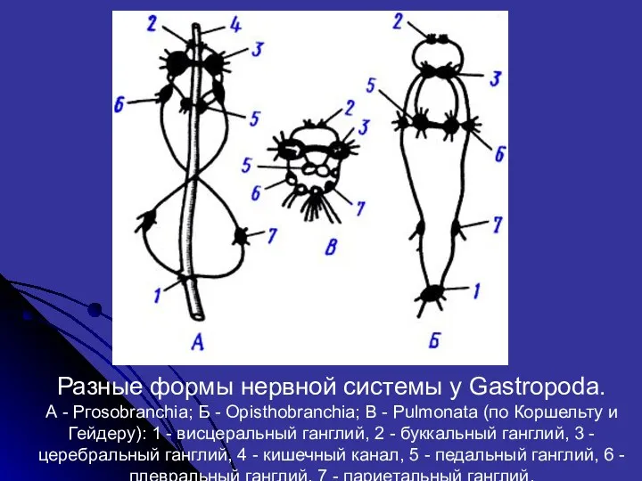 Разные формы нервной системы у Gastropoda. А - Ргоsobranchia; Б