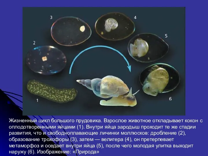 Жизненный цикл большого прудовика. Взрослое животное откладывает кокон с оплодотворенными