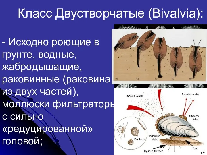 Класс Двустворчатые (Bivalvia): - Исходно роющие в грунте, водные, жабродышащие,