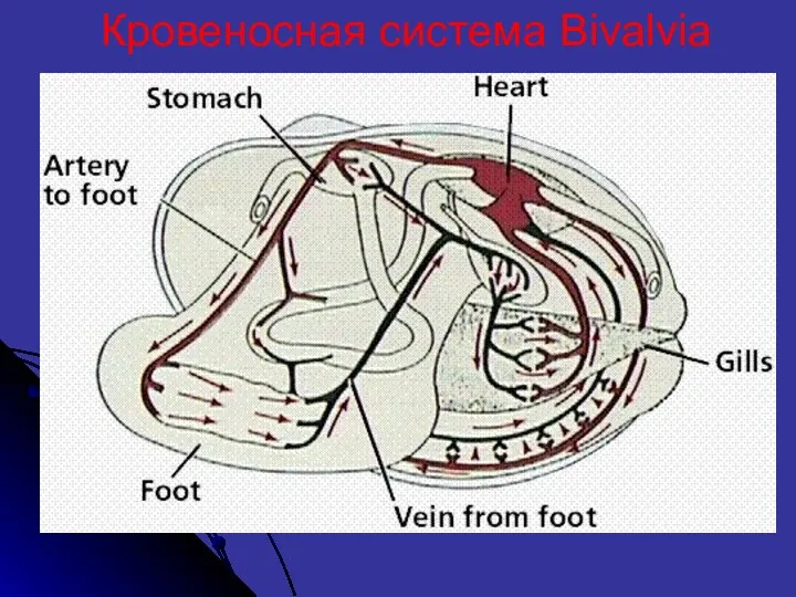 Кровеносная система Bivalvia
