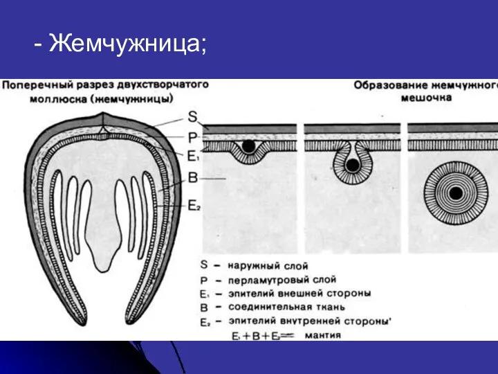 - Жемчужница;