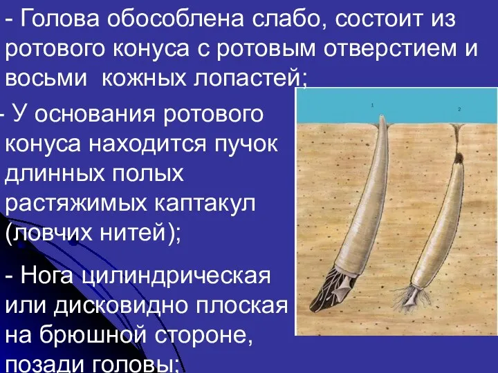 У основания ротового конуса находится пучок длинных полых растяжимых каптакул