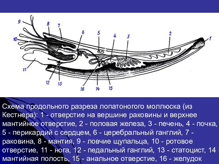 Схема продольного разреза лопатоногого моллюска (из Кестнера): 1 - отверстие