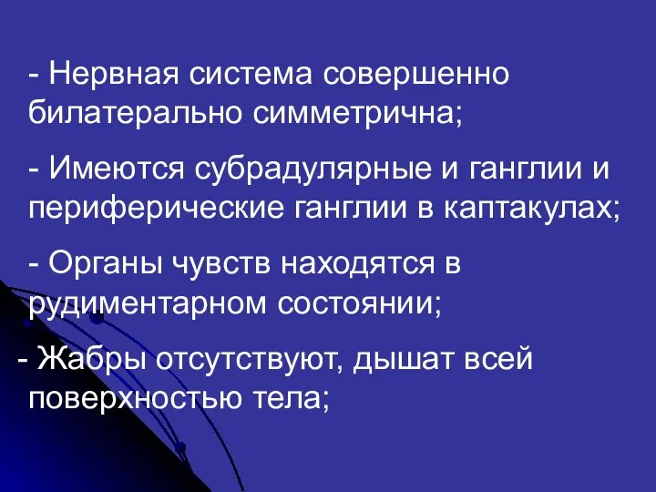 - Нервная система совершенно билатерально симметрична; - Имеются субрадулярные и