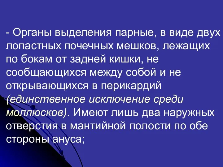 - Органы выделения парные, в виде двух лопастных почечных мешков,