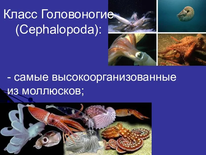 Класс Головоногие (Cephalopoda): - самые высокоорганизованные из моллюсков;