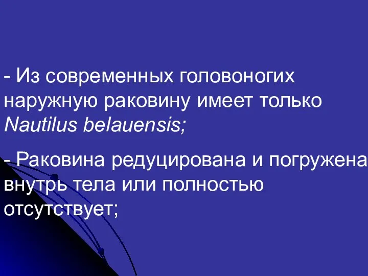 - Из современных головоногих наружную раковину имеет только Nautilus belauensis;