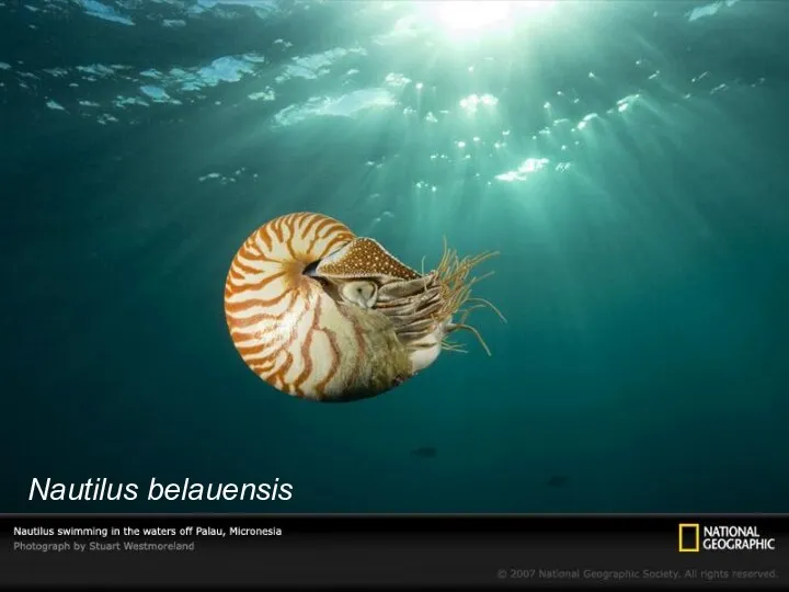 Nautilus belauensis