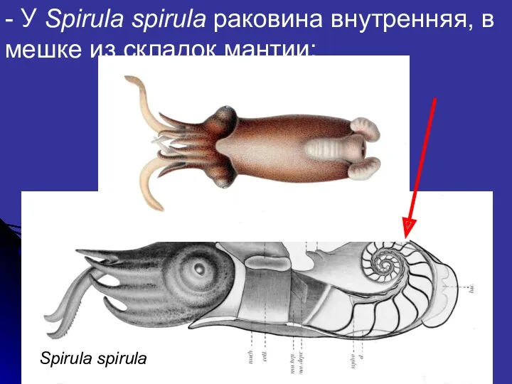 - У Spirula spirula раковина внутренняя, в мешке из складок мантии; Spirula spirula