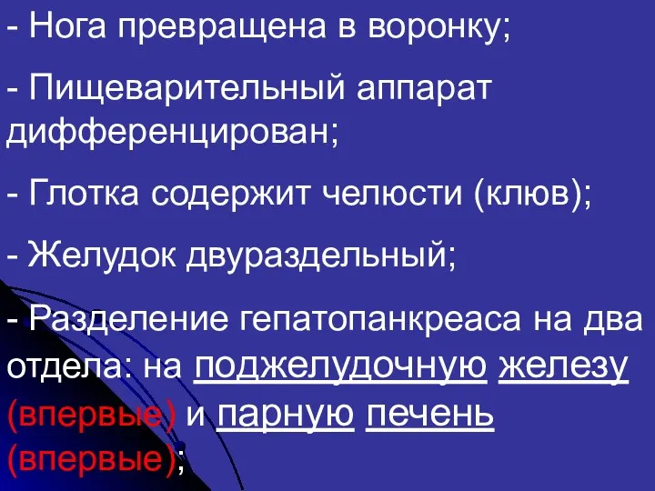 - Нога превращена в воронку; - Пищеварительный аппарат дифференцирован; -