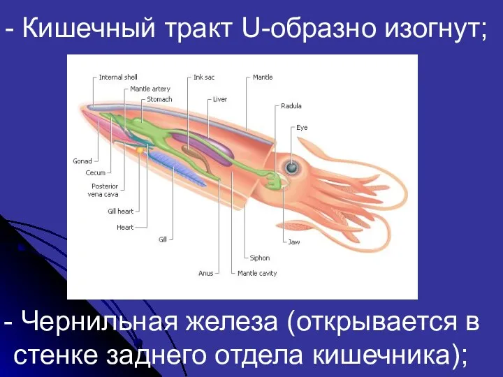 - Кишечный тракт U-образно изогнут; Чернильная железа (открывается в стенке заднего отдела кишечника);