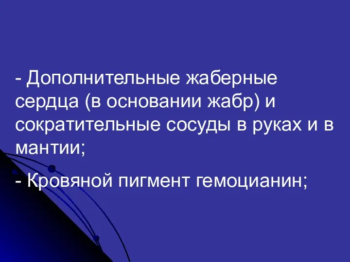 - Дополнительные жаберные сердца (в основании жабр) и сократительные сосуды