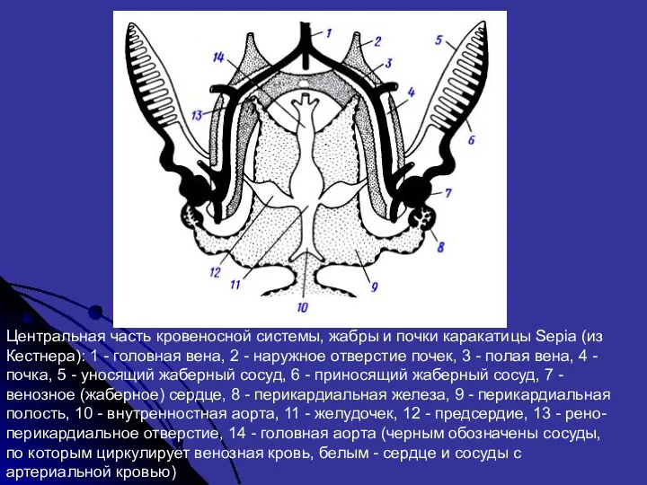 Центральная часть кровеносной системы, жабры и почки каракатицы Sepia (из