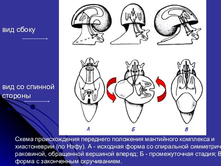 Схема происхождения переднего положения мантийного комплекса и хиастоневрии (по Нэфу).