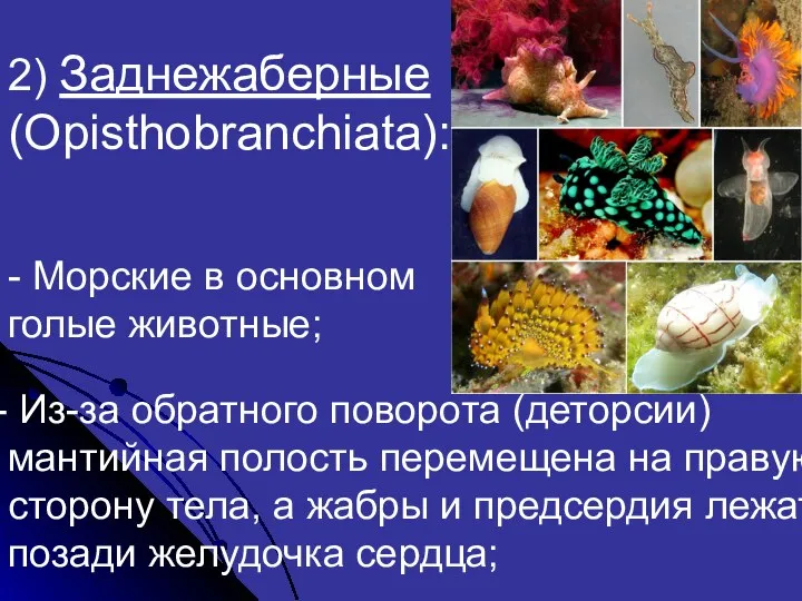 2) Заднежаберные (Opisthobranchiata): - Морские в основном голые животные; Из-за