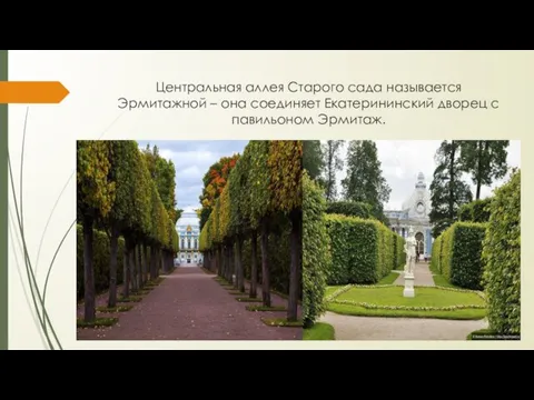 Центральная аллея Старого сада называется Эрмитажной – она соединяет Екатерининский дворец с павильоном Эрмитаж.