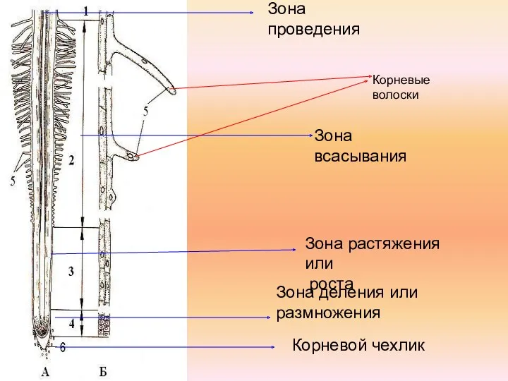 Корневой чехлик Зона деления или размножения Зона растяжения или роста Зона всасывания Корневые волоски Зона проведения