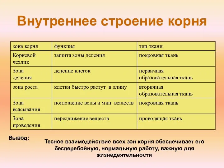 Внутреннее строение корня Тесное взаимодействие всех зон корня обеспечивает его