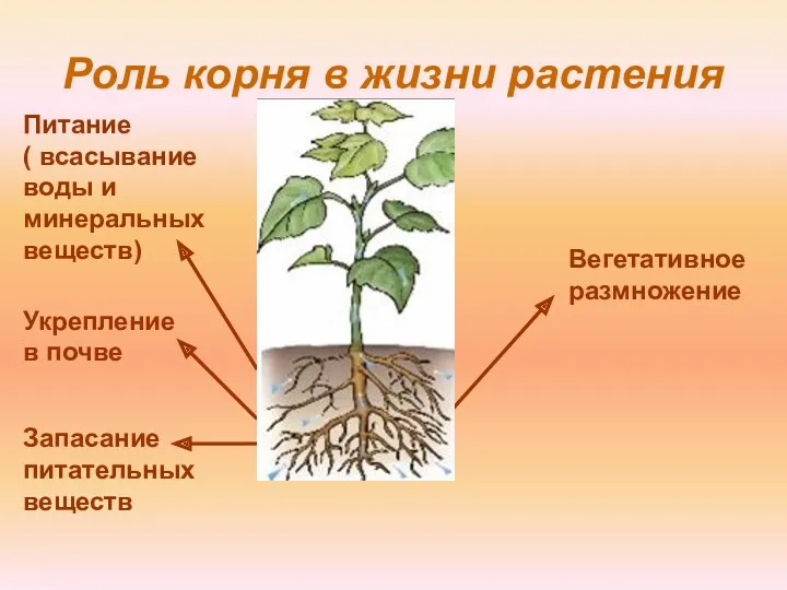 Роль корня в жизни растения Укрепление в почве Вегетативное размножение