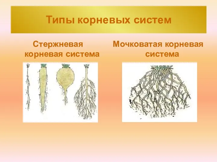 Типы корневых систем Стержневая корневая система Мочковатая корневая система