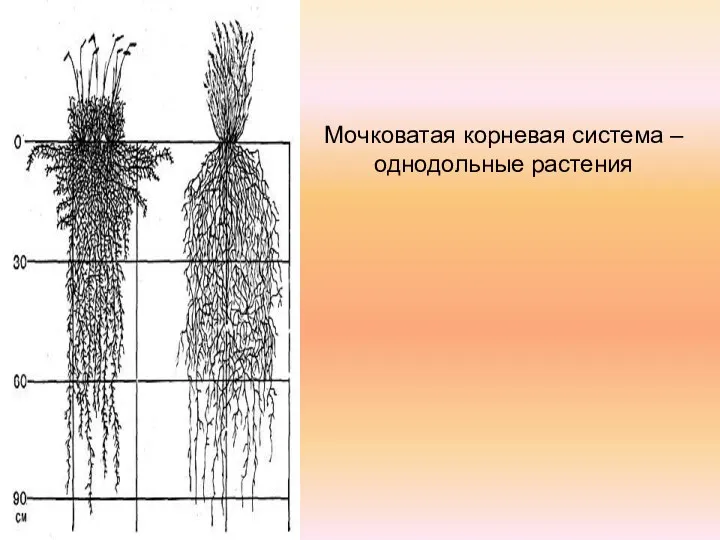 Мочковатая корневая система – однодольные растения