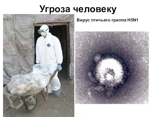 Угроза человеку Вирус птичьего гриппа H5N1