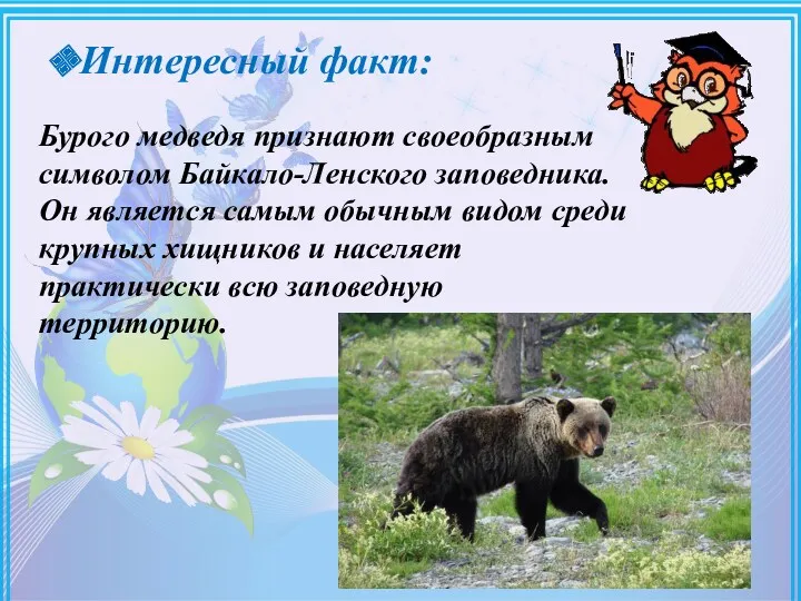 Интересный факт: Бурого медведя признают своеобразным символом Байкало-Ленского заповедника. Он