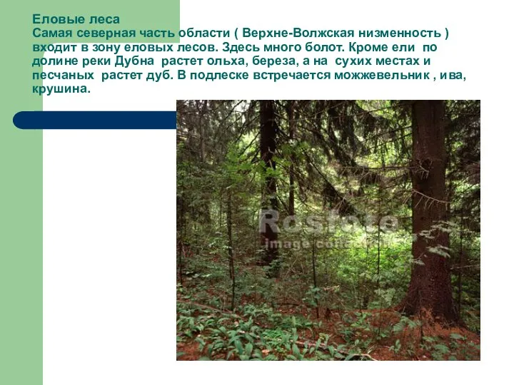 Еловые леса Самая северная часть области ( Верхне-Волжская низменность )