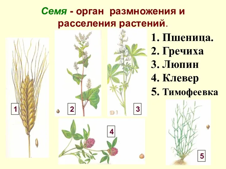 Семя - орган размножения и расселения растений