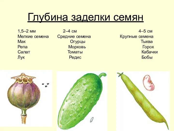 Глубина заделки семян 1,5–2 мм 2–4 см 4–5 см Мелкие семена Средние семена