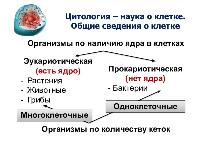 Цитология – наука о клетке. Общие сведения о клетке Организмы