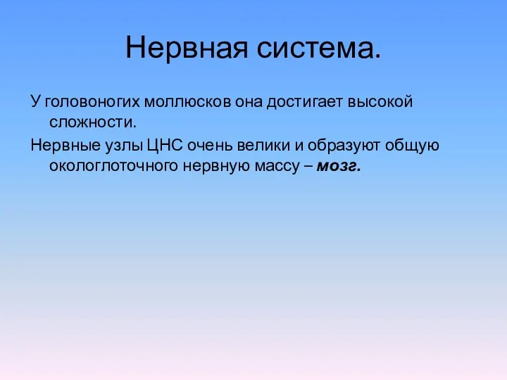 Нервная система. У головоногих моллюсков она достигает высокой сложности. Нервные