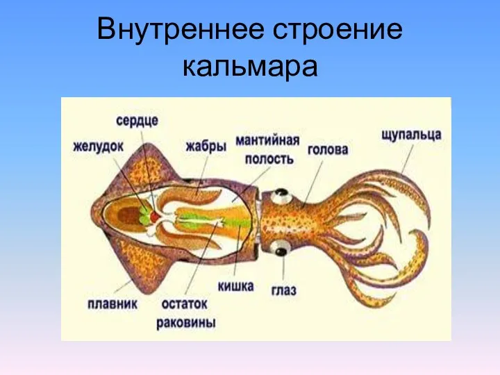 Внутреннее строение кальмара