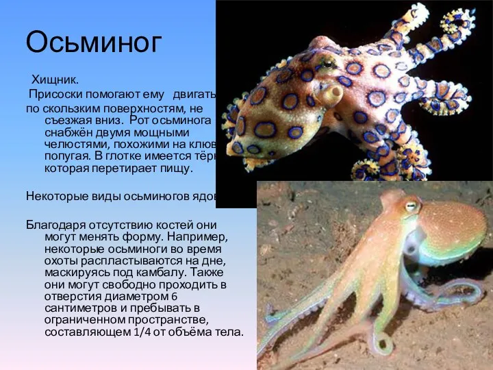 Осьминог Хищник. Присоски помогают ему двигаться по скользким поверхностям, не