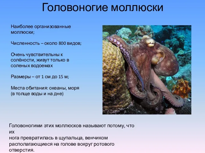 Головоногие моллюски Наиболее организованные моллюски; Численность – около 800 видов;