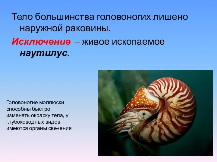 Тело большинства головоногих лишено наружной раковины. Исключение – живое ископаемое