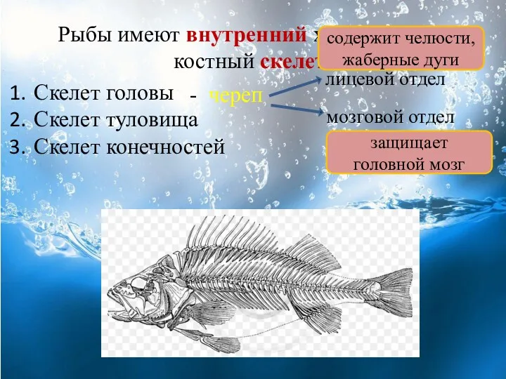 Рыбы имеют внутренний хрящевой или костный скелет: Скелет головы Скелет