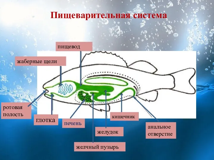 Пищеварительная система ротовая полость глотка жаберные щели пищевод желудок печень кишечник анальное отверстие желчный пузырь