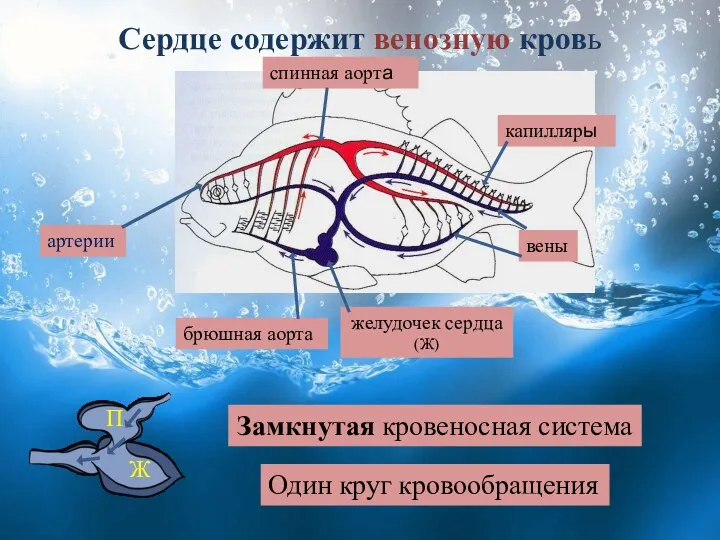 Сердце содержит венозную кровь желудочек сердца (Ж) брюшная аорта артерии