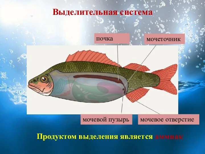 Выделительная система Продуктом выделения является аммиак почка мочеточник мочевой пузырь мочевое отверстие