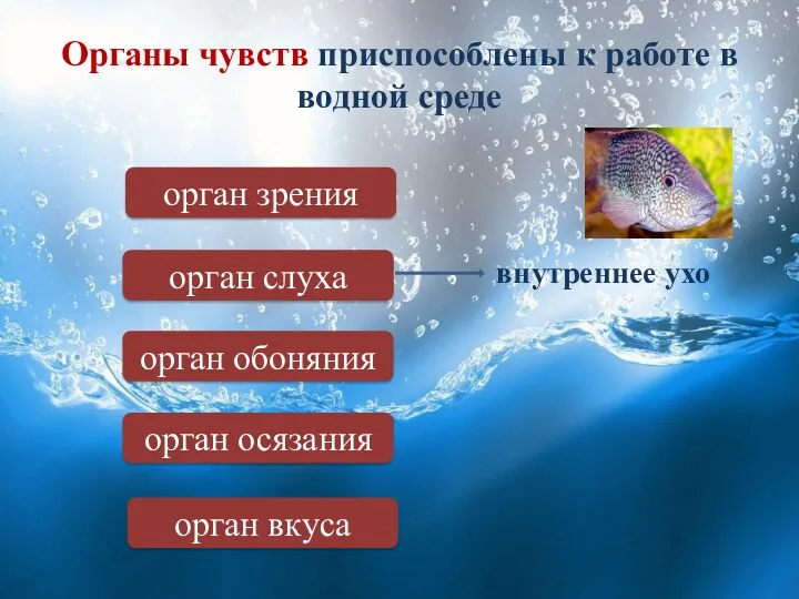 Органы чувств приспособлены к работе в водной среде орган зрения