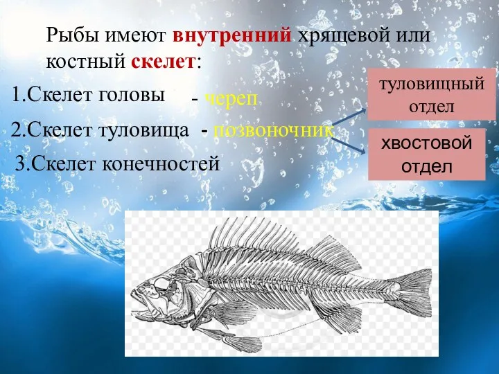 1.Скелет головы Рыбы имеют внутренний хрящевой или костный скелет: -