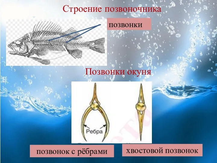 Строение позвоночника позвонки Позвонки окуня позвонок с рёбрами хвостовой позвонок