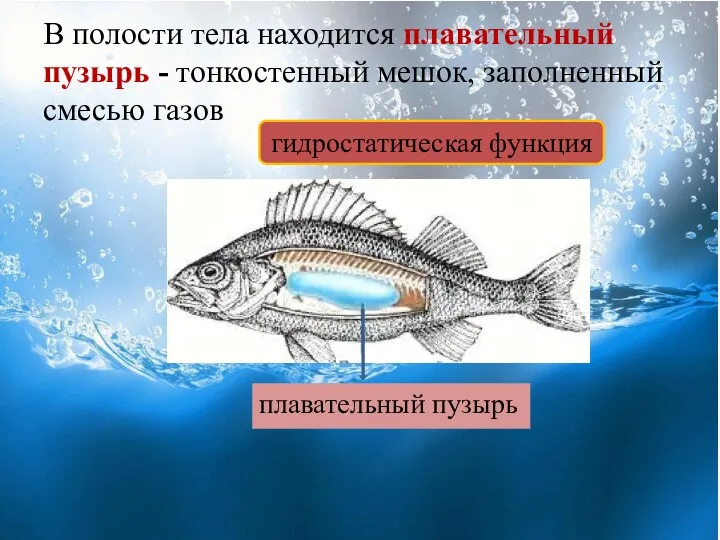 В полости тела находится плавательный пузырь - тонкостенный мешок, заполненный смесью газов плавательный пузырь гидростатическая функция